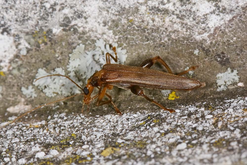 Oedemeridae:  Oncomera femoralis